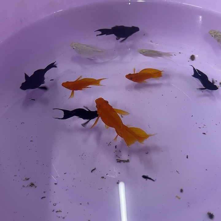 孔雀鱼3对种鱼玛丽球