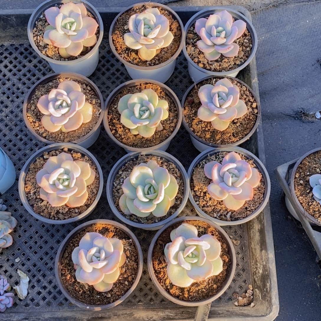 奶茶单头45元5颗。