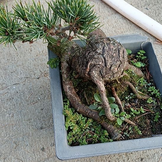 微型宫岛盆景微型