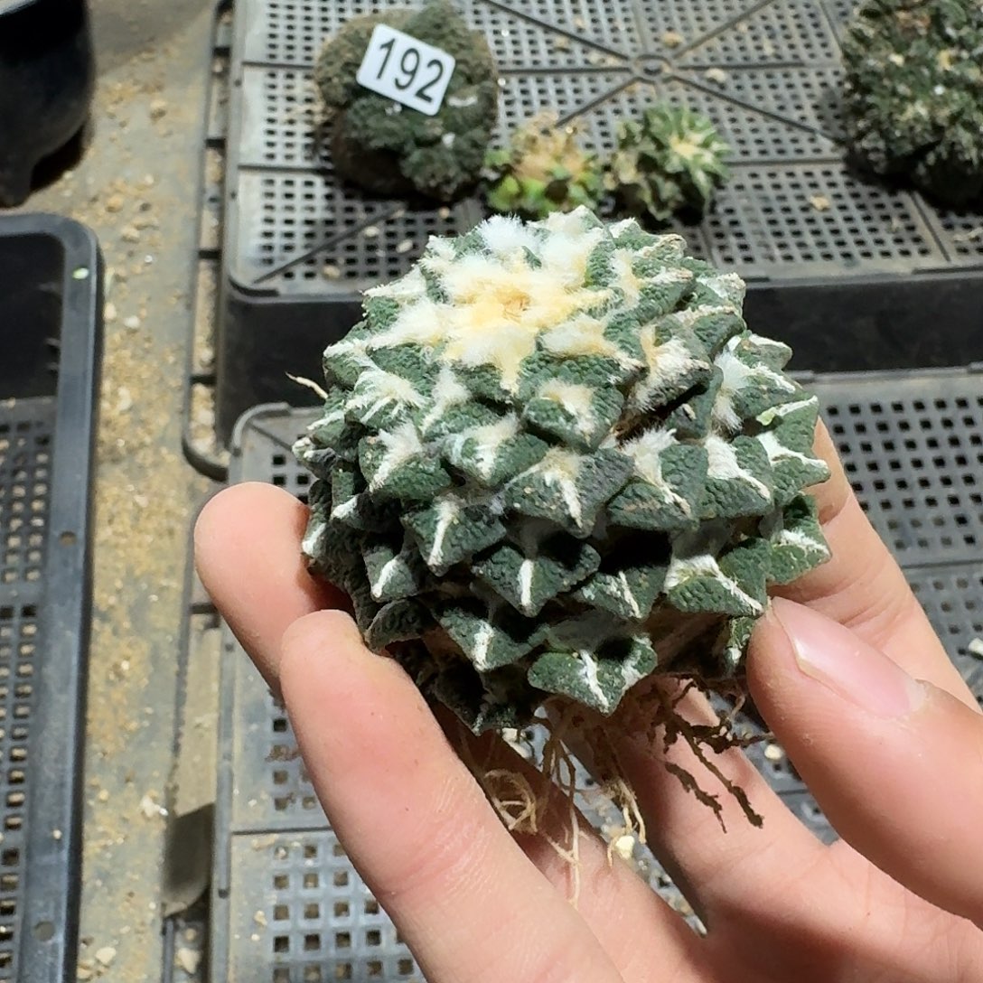 254号仙人球萝卜根