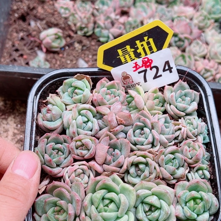 多肉植物多肉植物