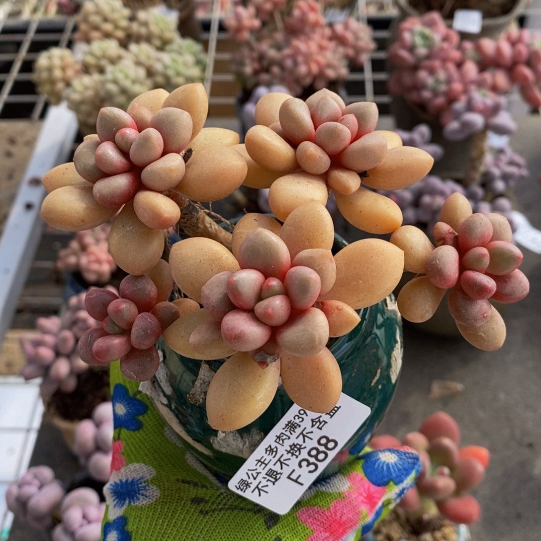 先锋派388/10cm多肉