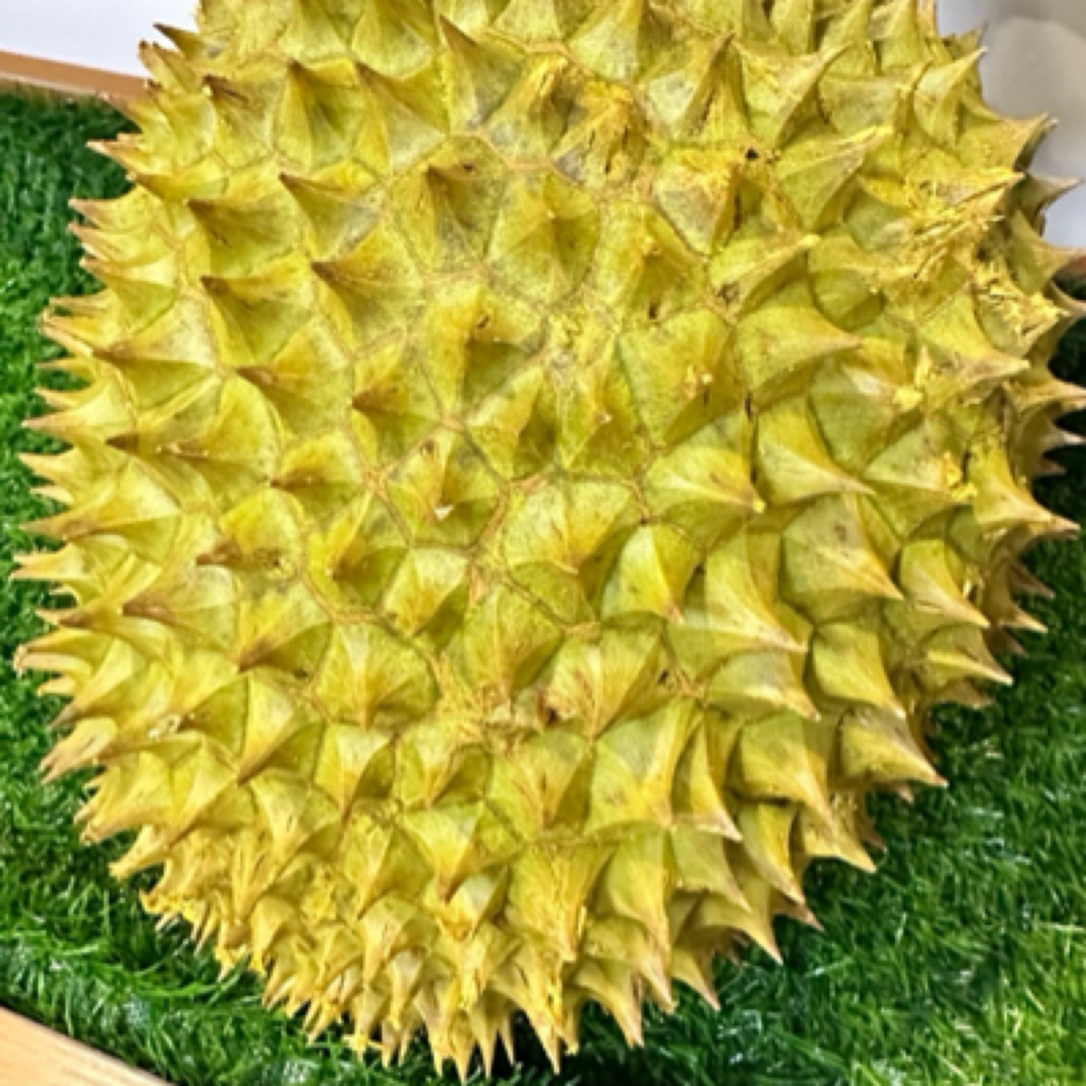 【福利】越南金枕榴莲/鲜榴莲/核小/一果一重金枕越南