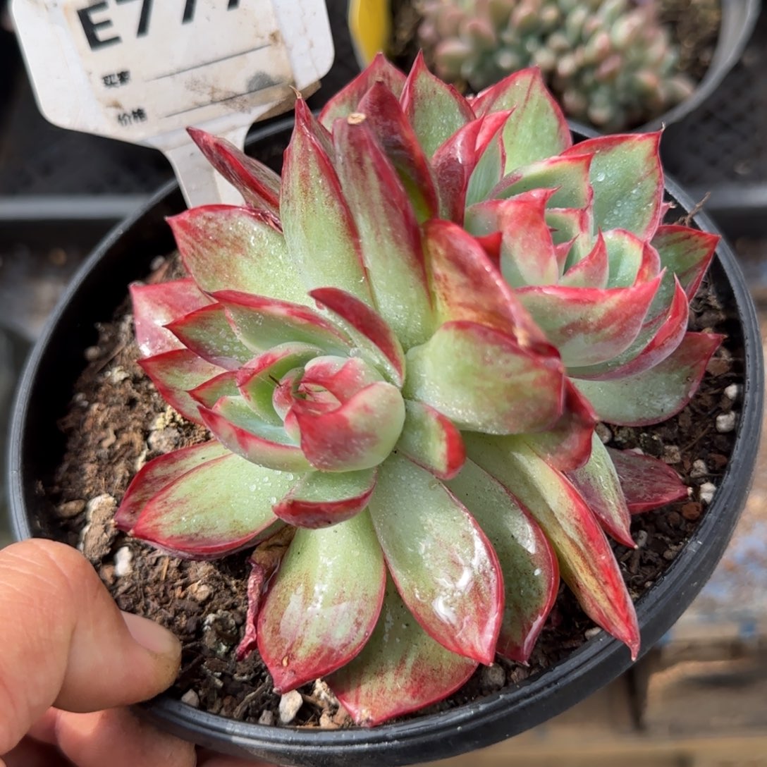 惊鸿一物一拍包装收缩花旱777