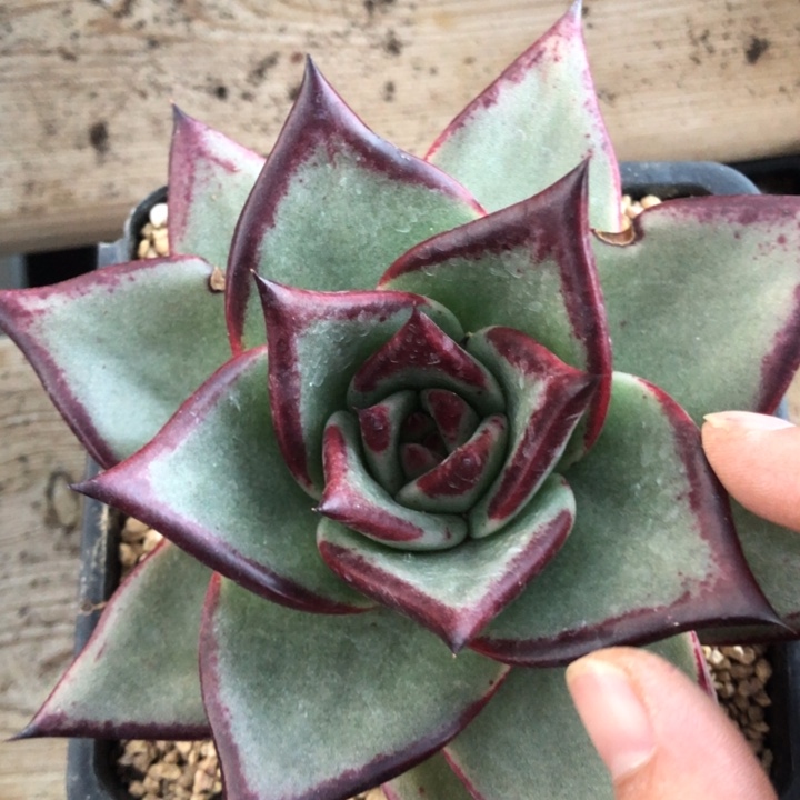 考**儿考拉000000000000