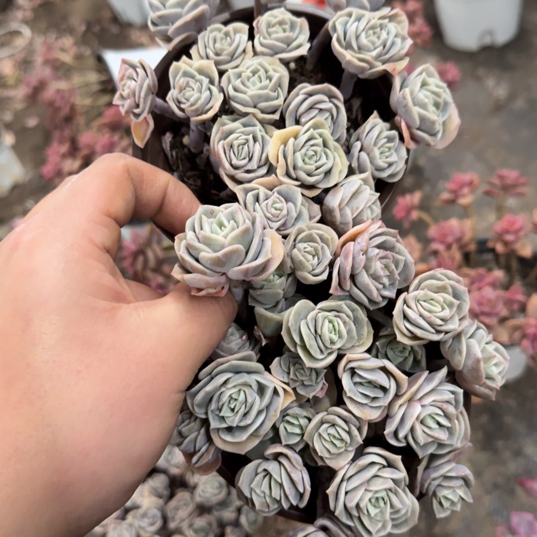 可爱玫瑰散装两盆