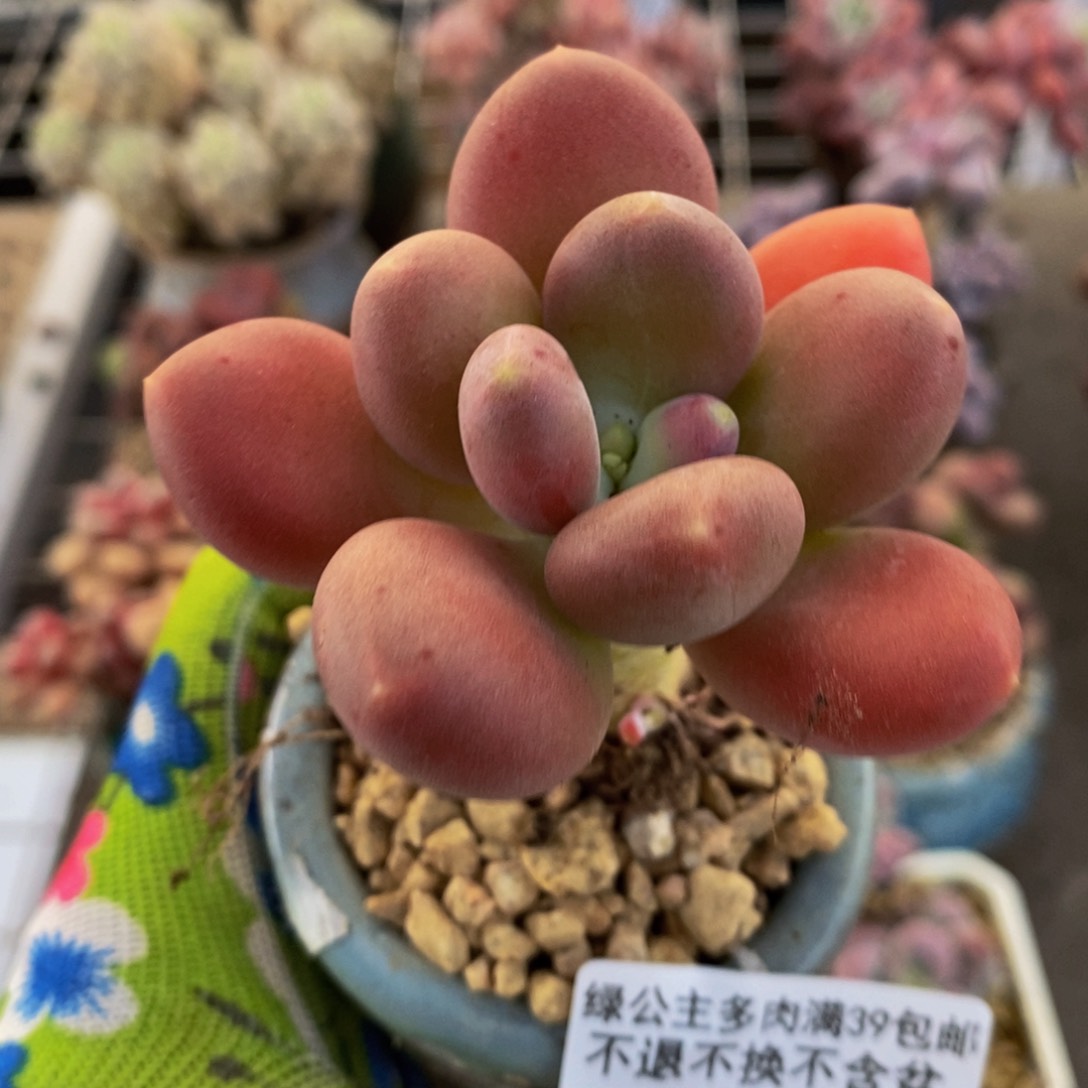 金蟾261/5cm多肉
