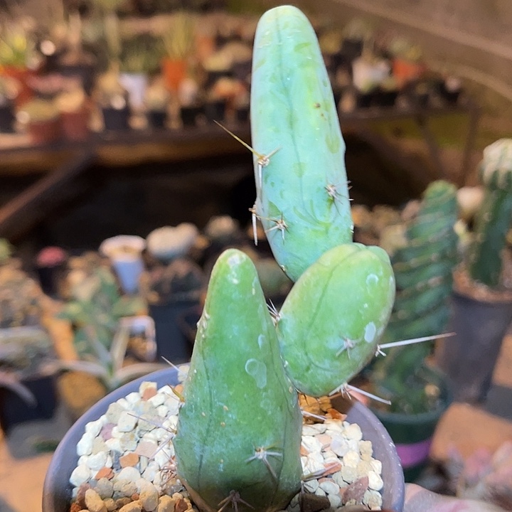 满38包邮2天凑单，脱土晾根发货多肉植物鸡鸡柱