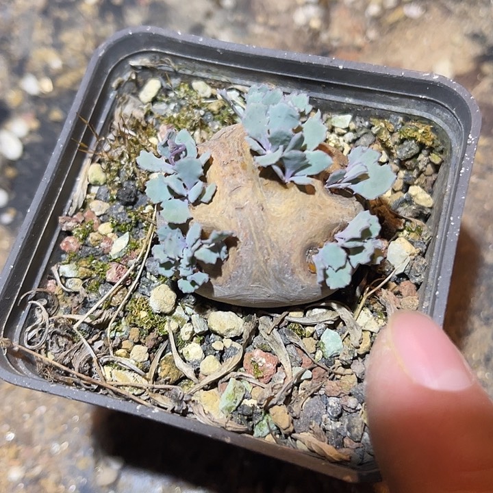 满38包邮2天凑单，脱土晾根发货多肉植物产地格加厚敦菊