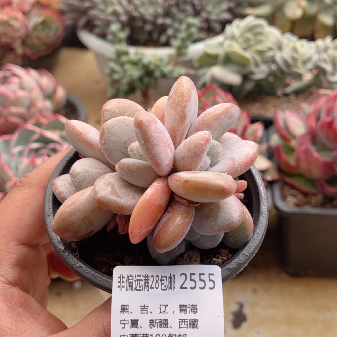 【闪购商品】2555粉兔