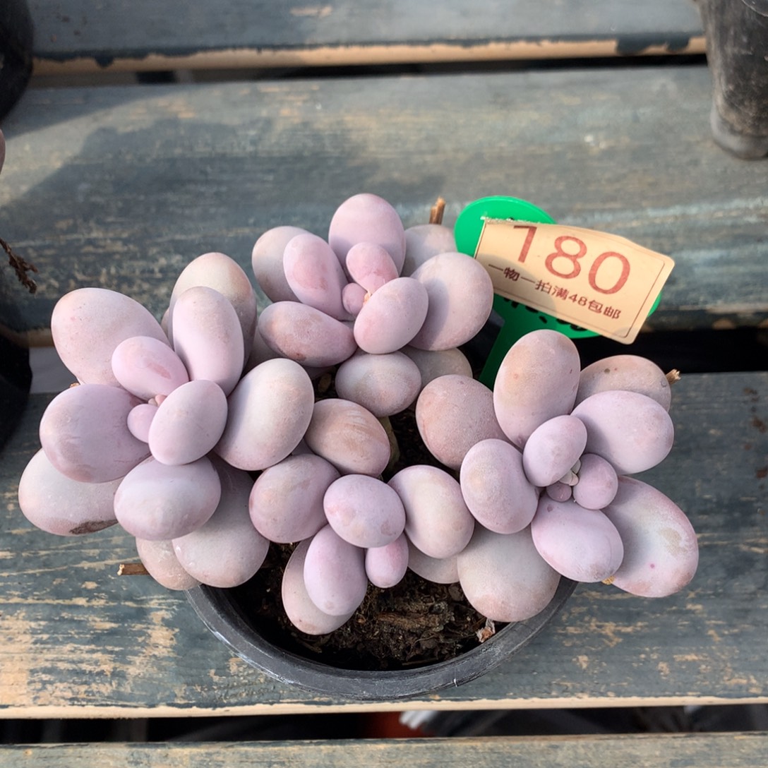 蛋白石奶酪无砍180