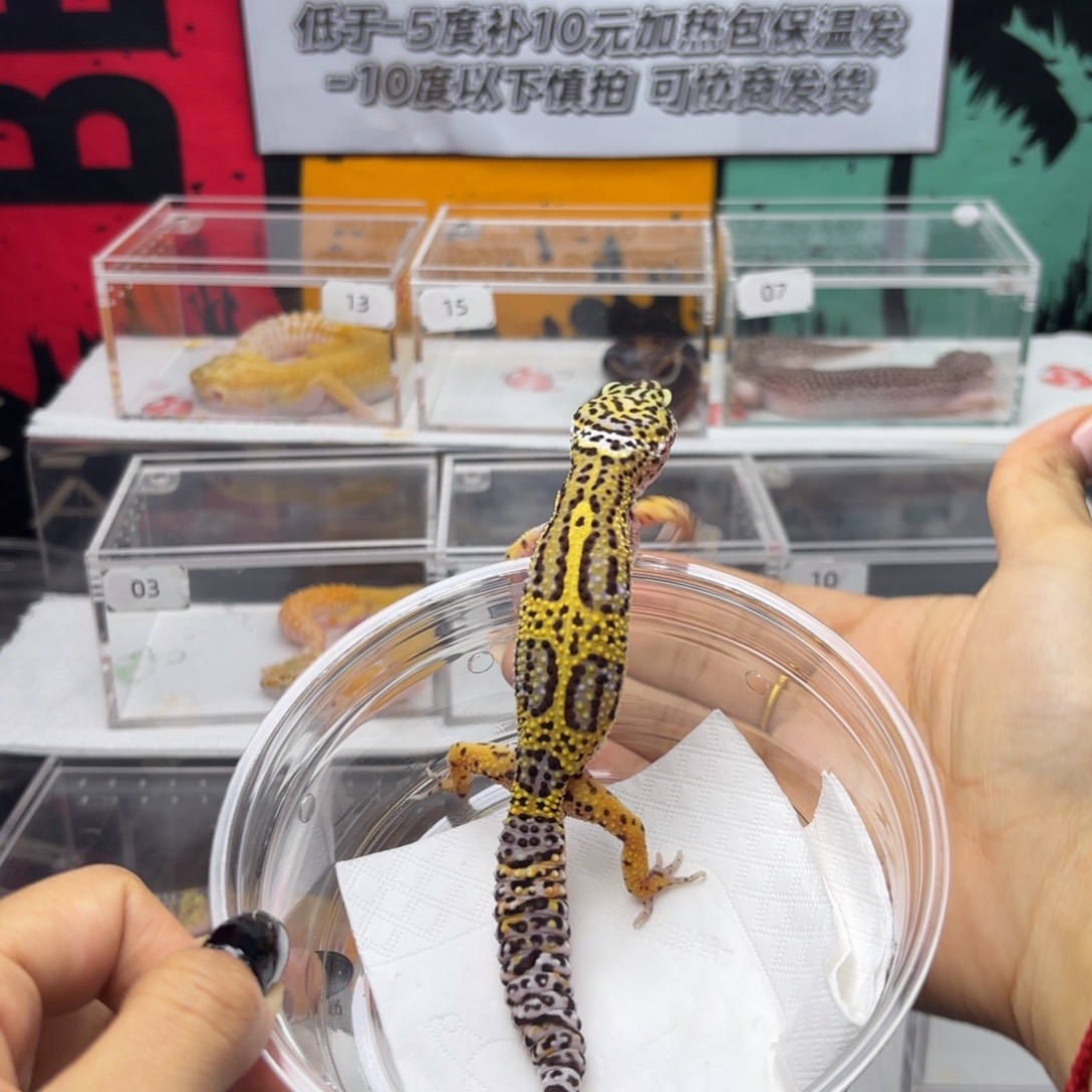 豹纹守宫雪花土匪妹妹 V106