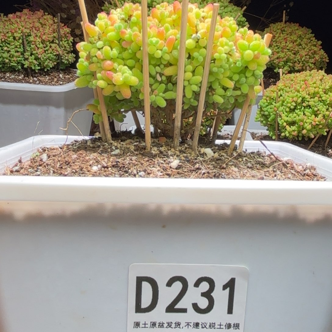 枝干番杏大蜜橘D231