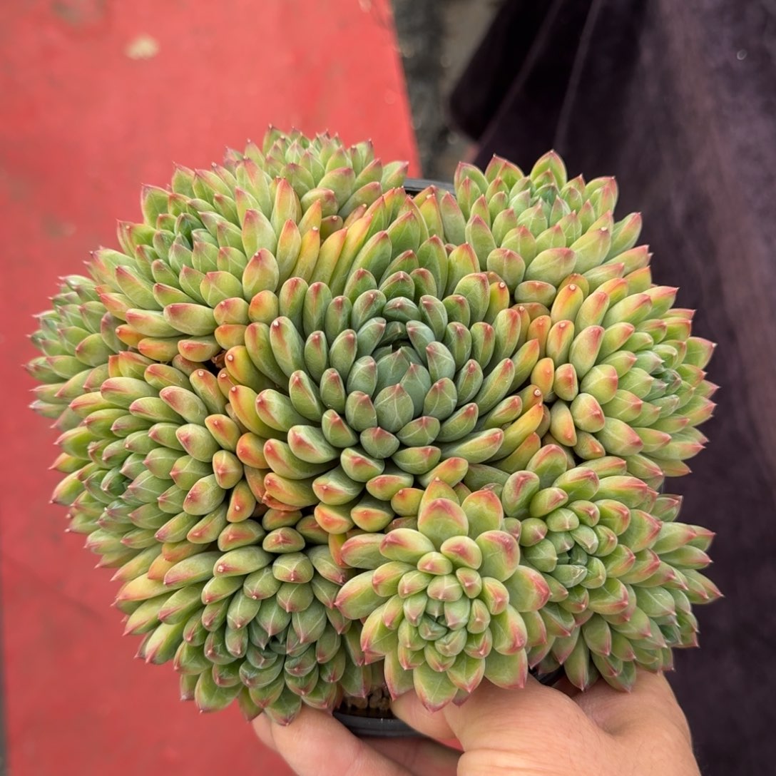 18厘米的尺寸一物一拍的