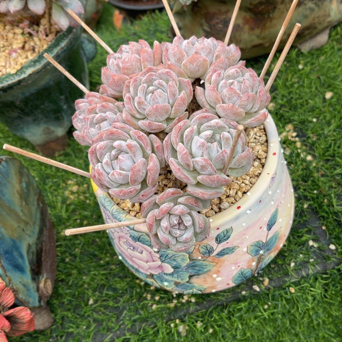橙子树朵朵小树多肉
