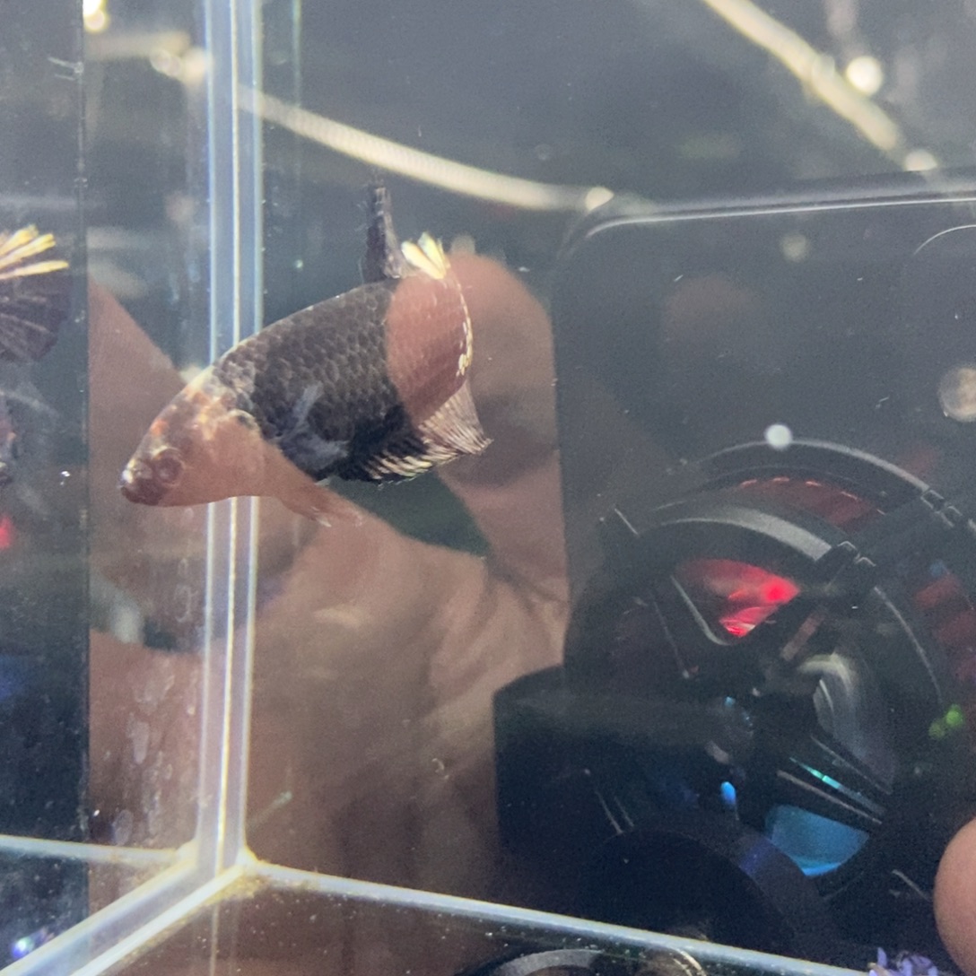 斗鱼包活不包损所见即所得146