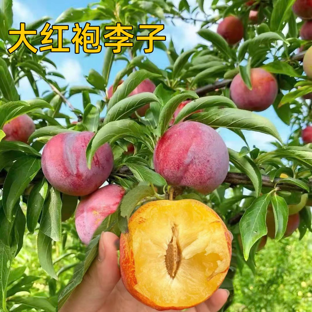 一物一拍（大红袍李）（西梅李）（蜂糖李）李子树苗果树苗南北方可种植