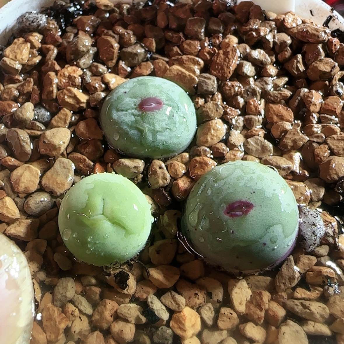 【闪购商品】15号红嘴三颗