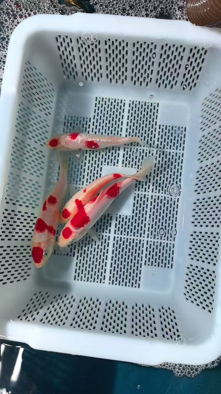 锦鲤冷水观赏鱼活体耐活好养淡水招财鱼直播链接（录开箱视频售后）
