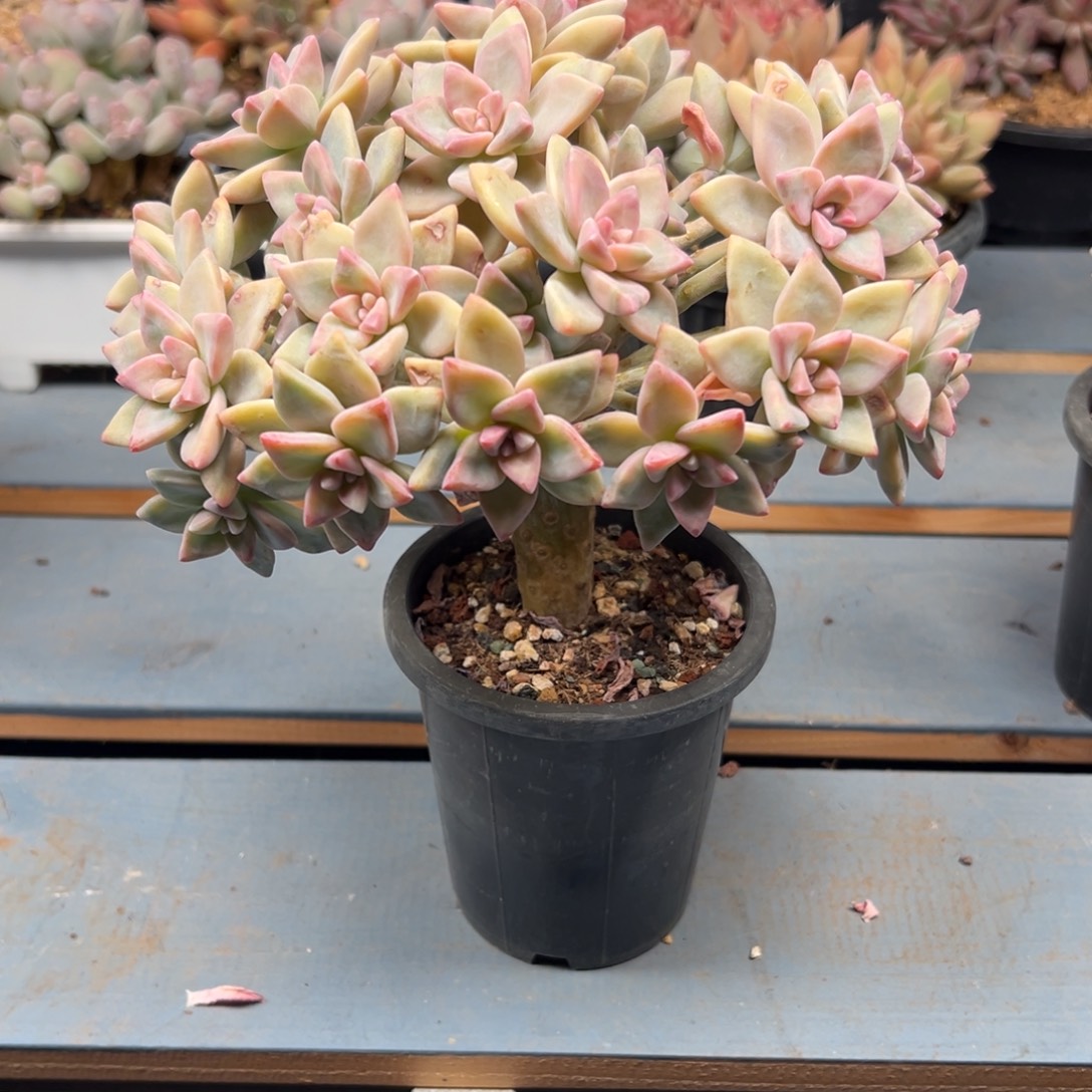 淡雪缀化，鸡腿桩捧花型