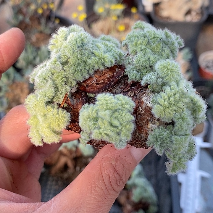 125羽叶5头5.5公分一一一一