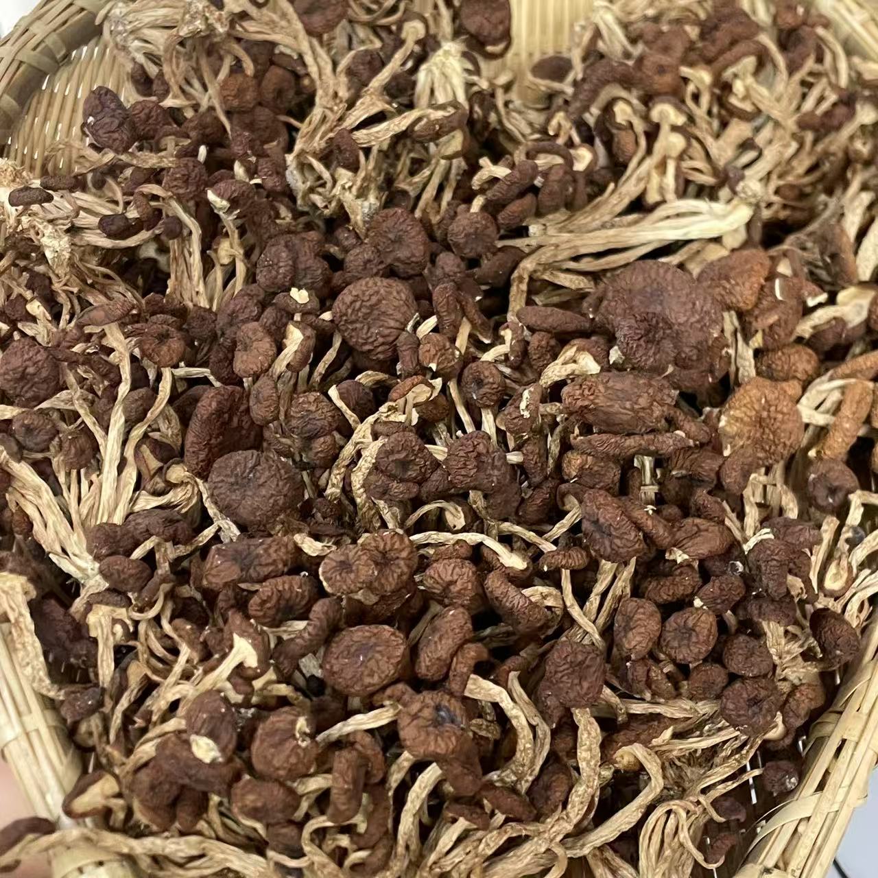 深山干茶树菇煲汤农家特产（食用农产品）