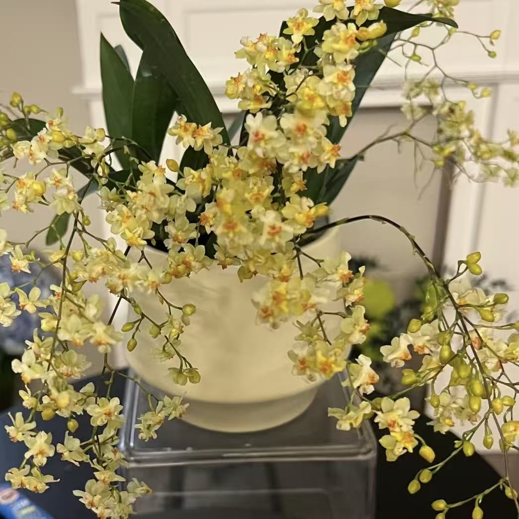 【金边黄】95杯浓香梦香兰室内花卉 7+