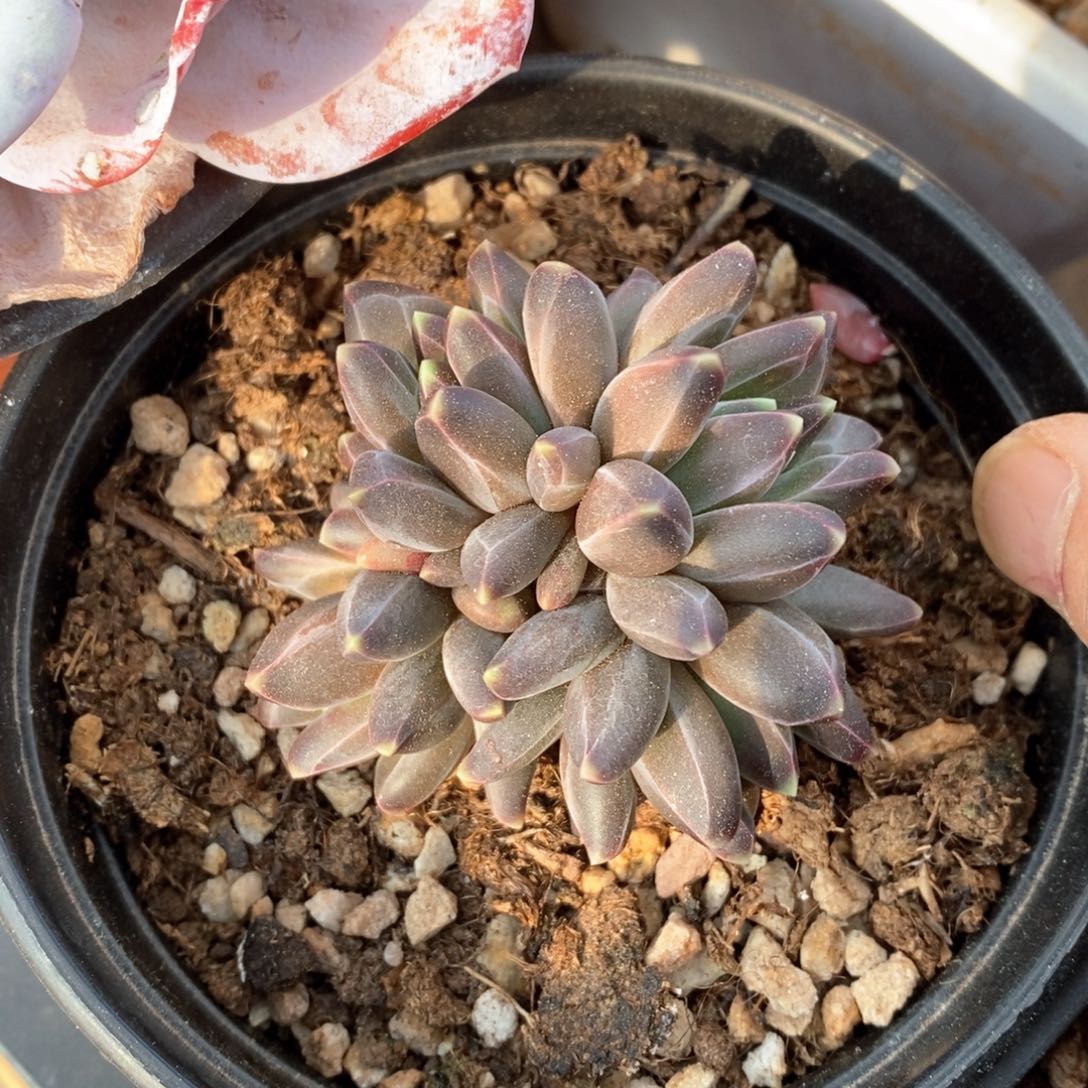 精品多肉一物一拍不包整98