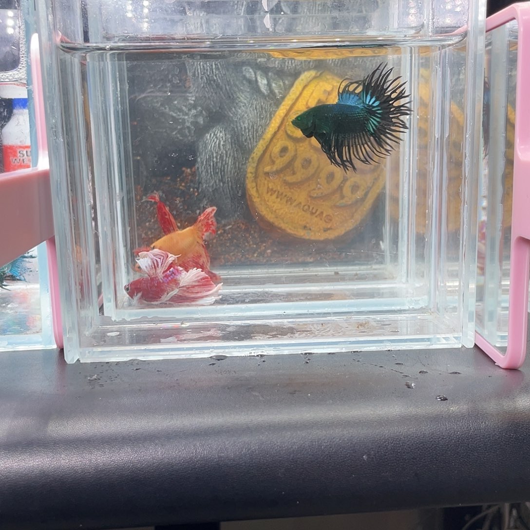 斗鱼28号绿魔毒液公