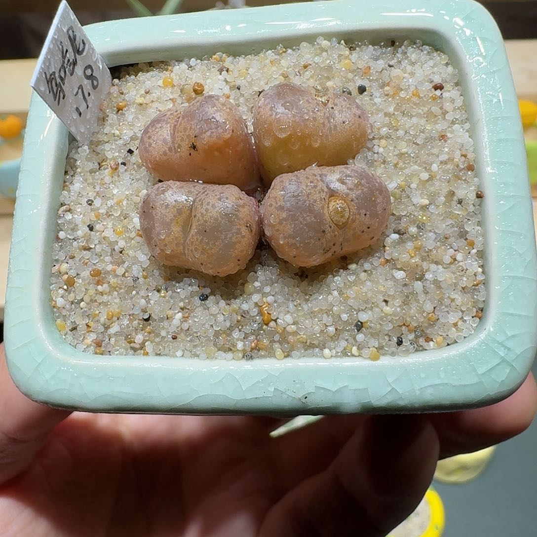 红陶蘑菇326鸟哈尼