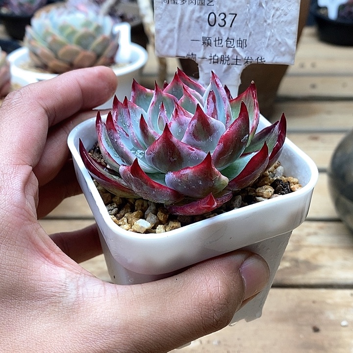 惊鸿仙子单头037