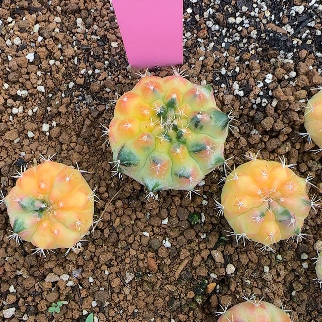 70211224泰国发货多肉