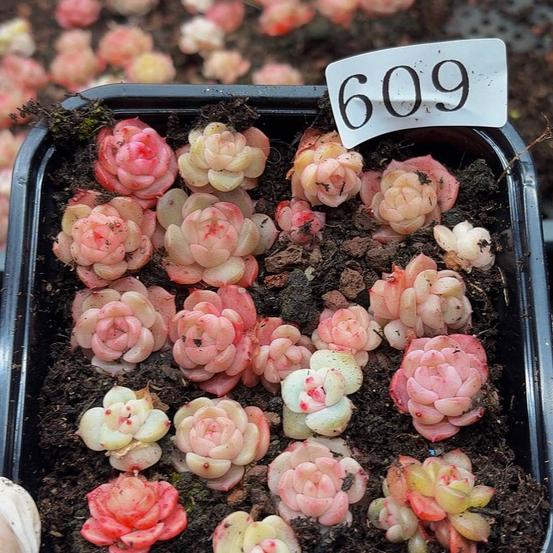 多肉植物多肉植物609