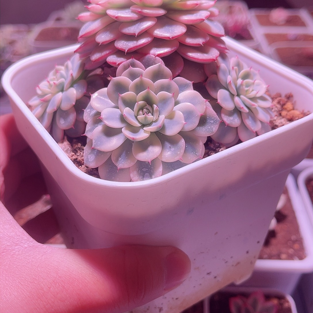 姬莲锦植物一物一拍