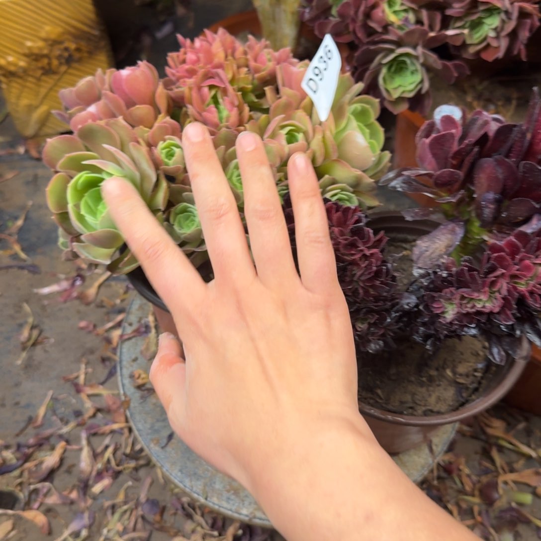 934，936法师缀化多肉