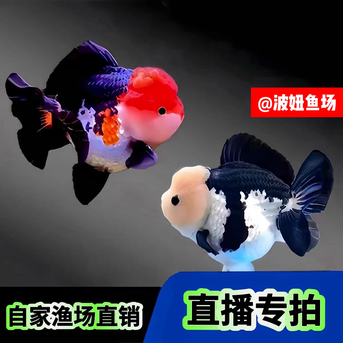 【波妞家观赏鱼直播一对一专拍】珍珠兰寿水泡蝶尾玛丽自家渔场自销