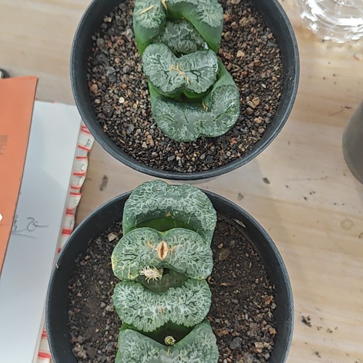两颗北斋玉扇多肉植物原盆土