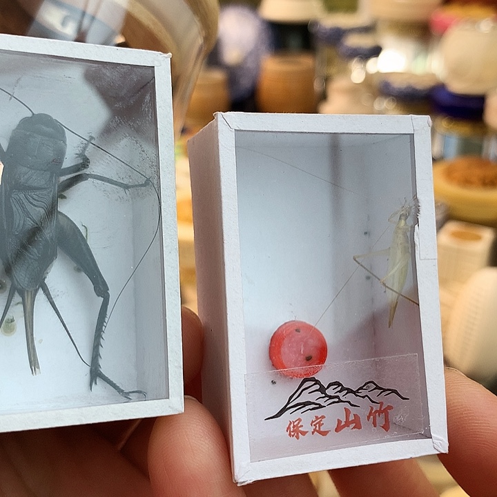 C***J黑虫套装➕山竹蛉一只