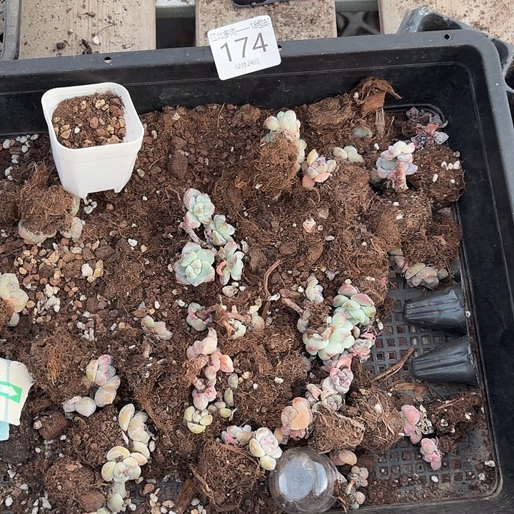 174 号到手1框一物一拍