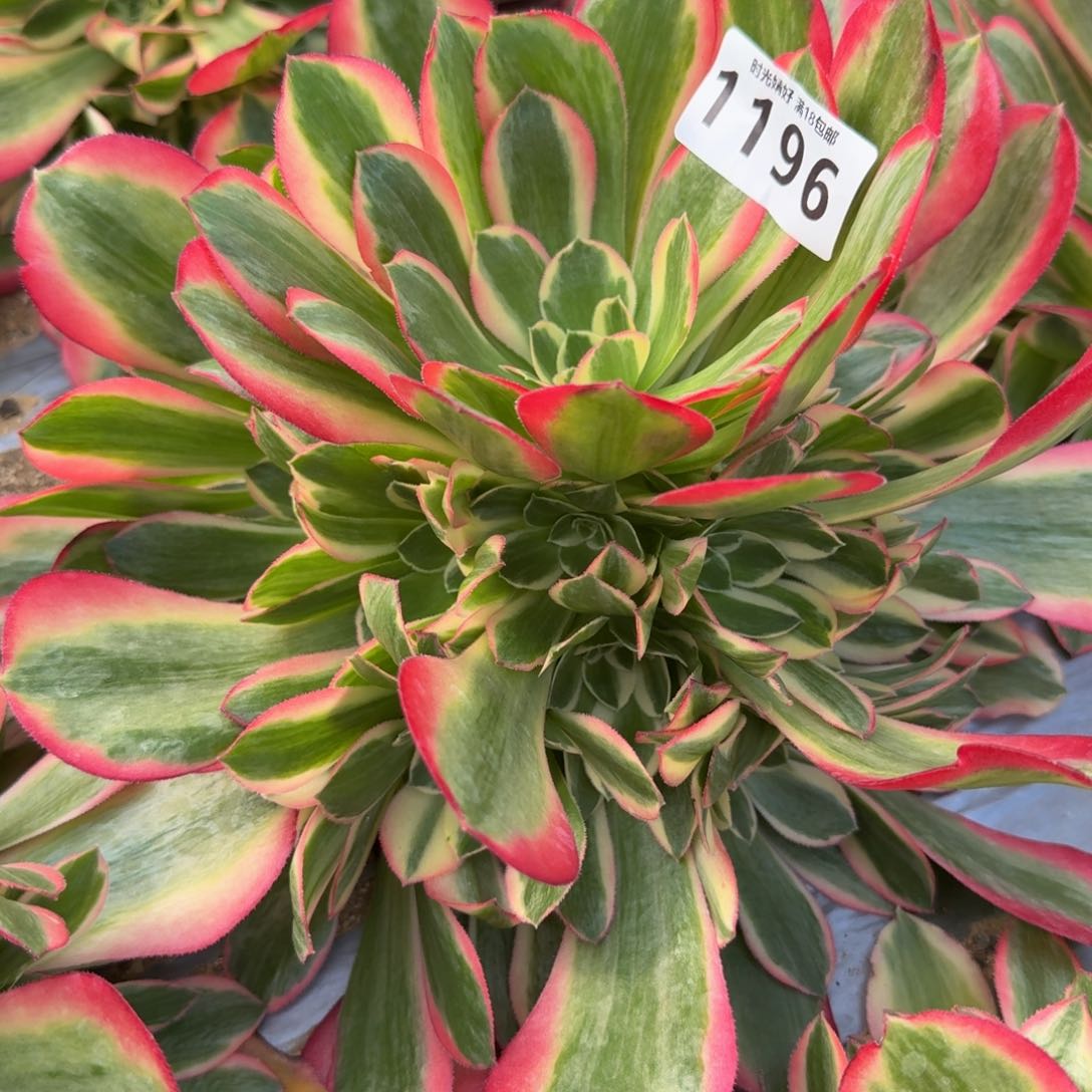 1196妖月。多肉植物