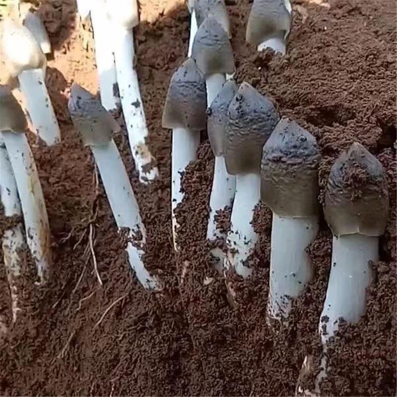 （发新鲜 顺丰到家）小黑鸡枞菌  火把鸡枞  野生菌新鲜  一物一拍