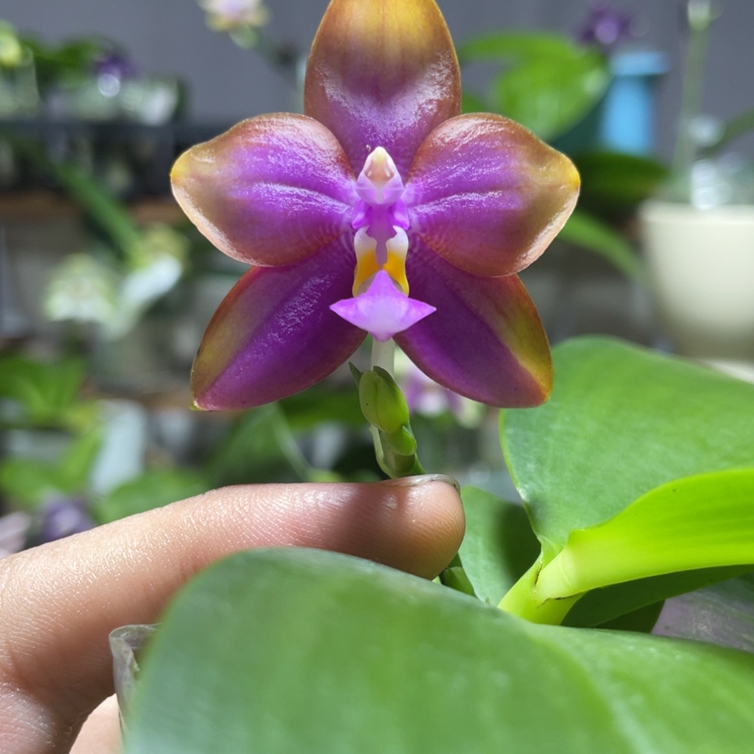 完全开放122叶瑕花期不保