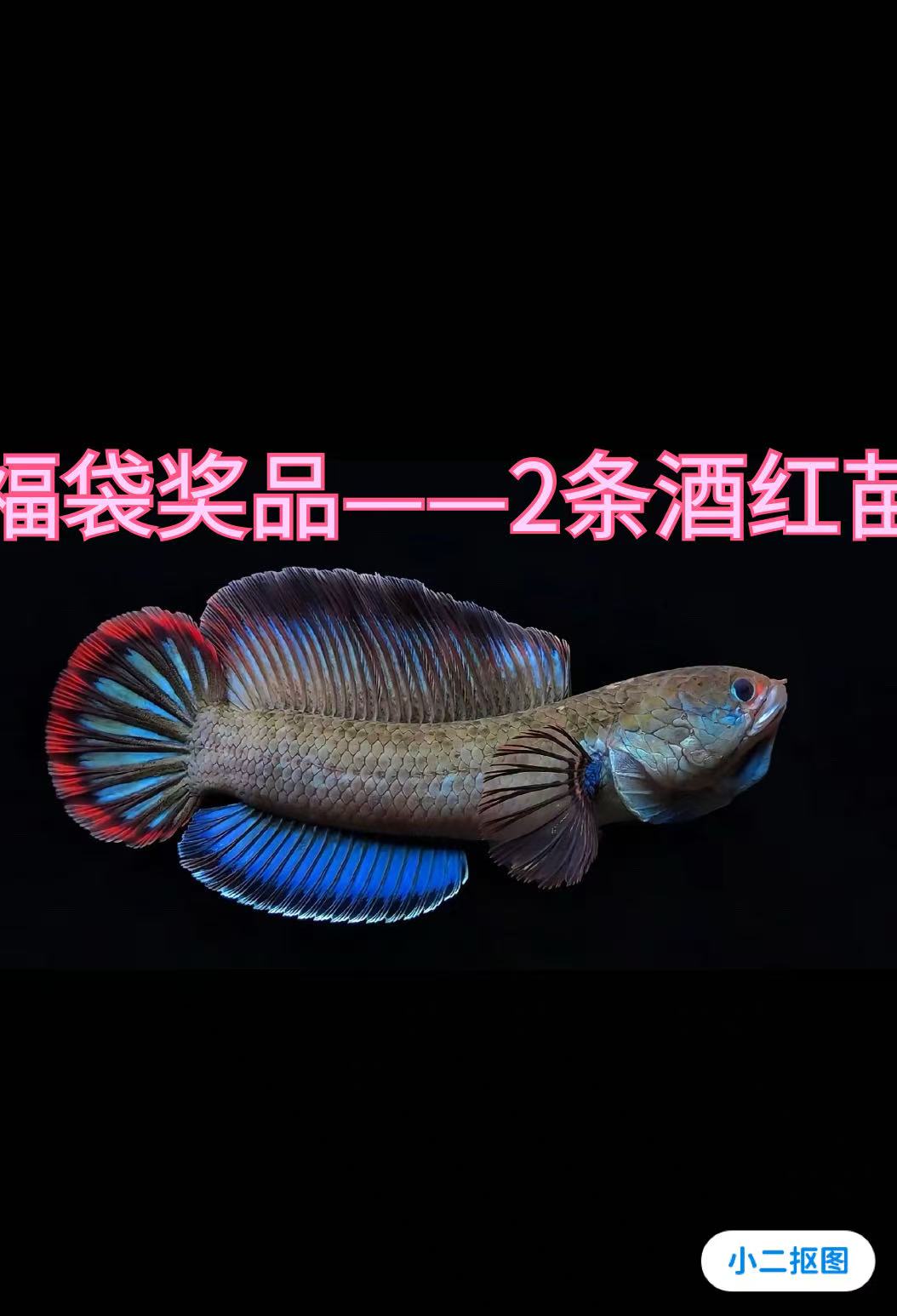 超级福袋——酒红苗子2条