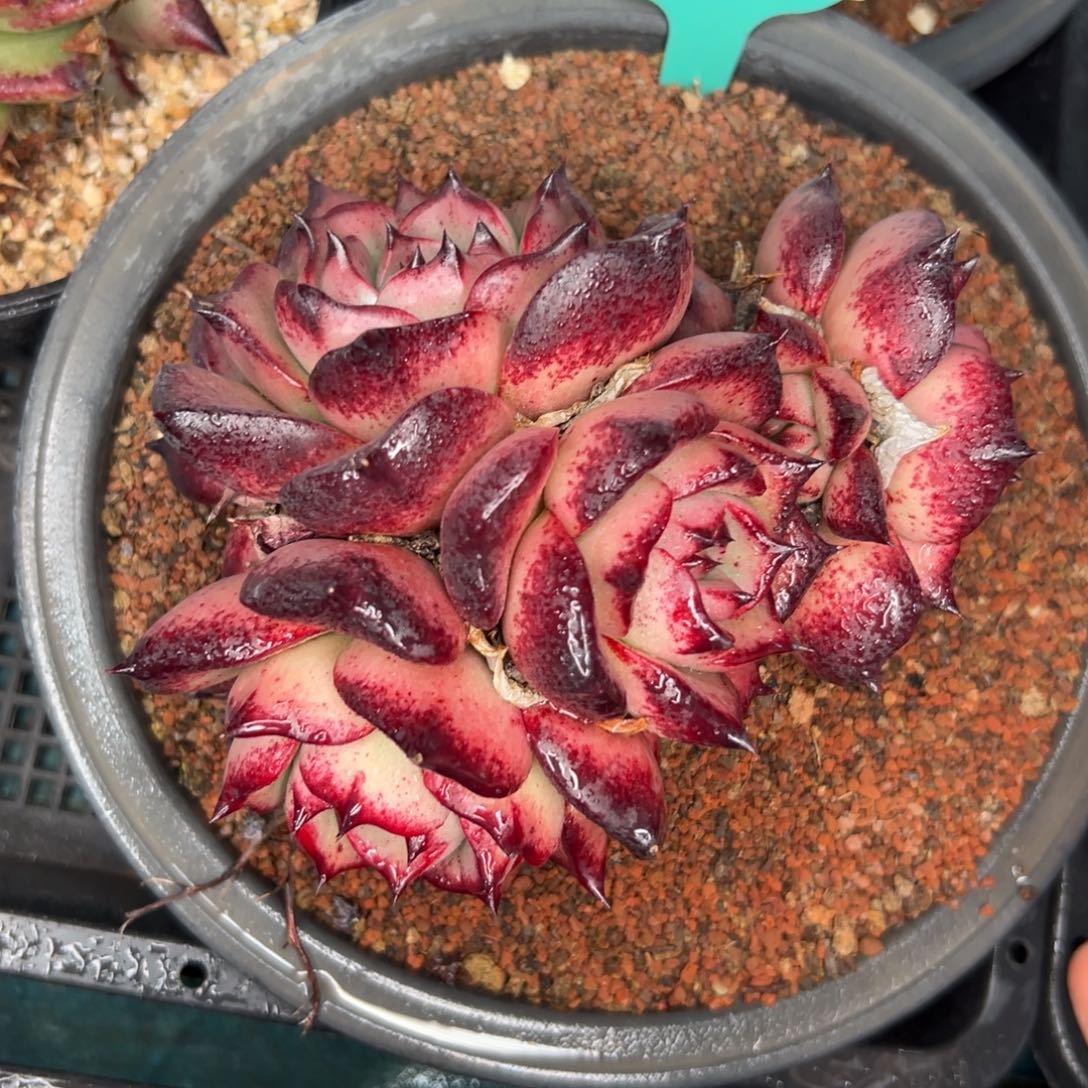 多肉一物一拍0202-245