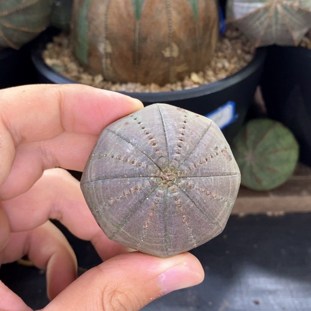 9 欧系实生布纹球多肉植物