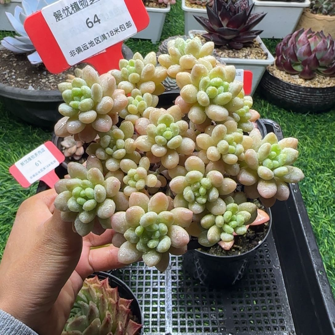 解忧植物多肉编号64