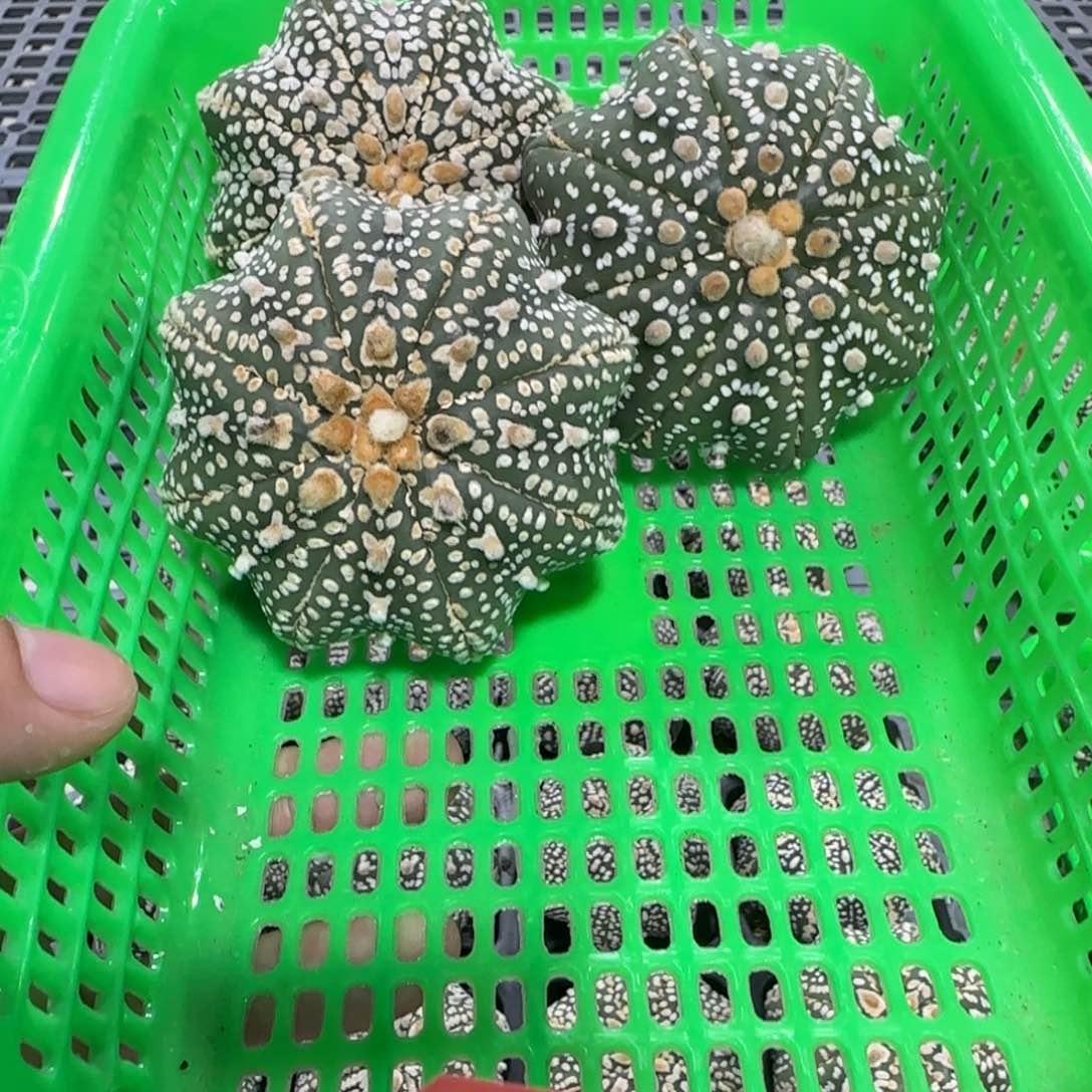 无花朵2号福利3个海星组合