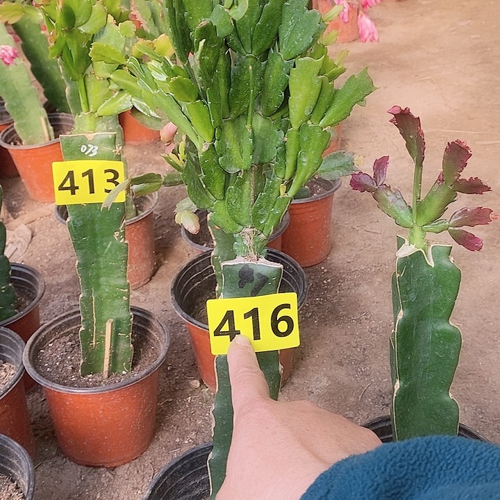 无花朵糖****妈047/416号