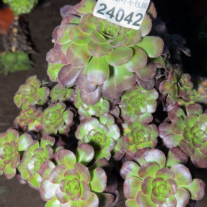 24042晚霞多肉植物