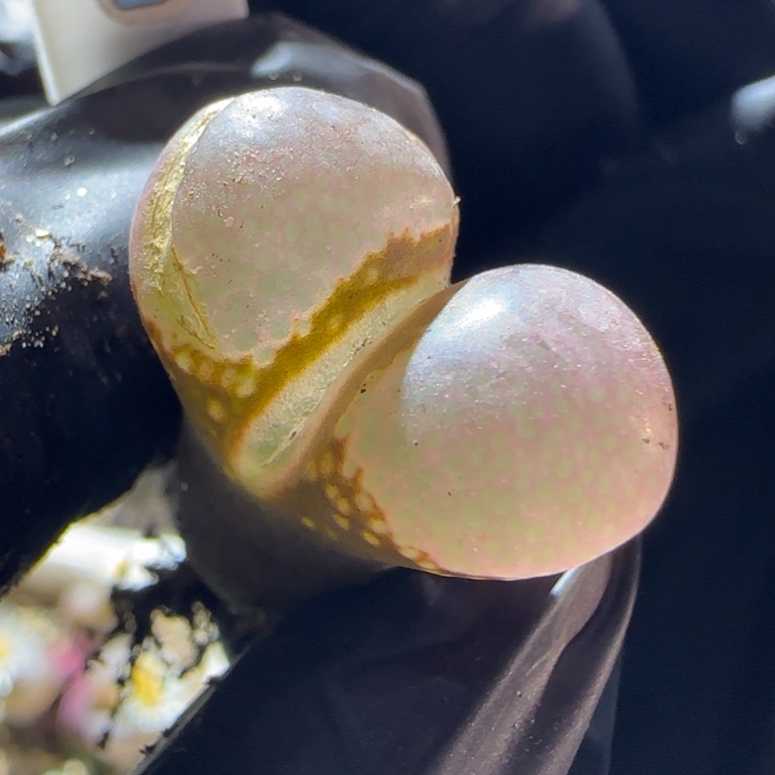 漂亮风铃玉。     特。 1